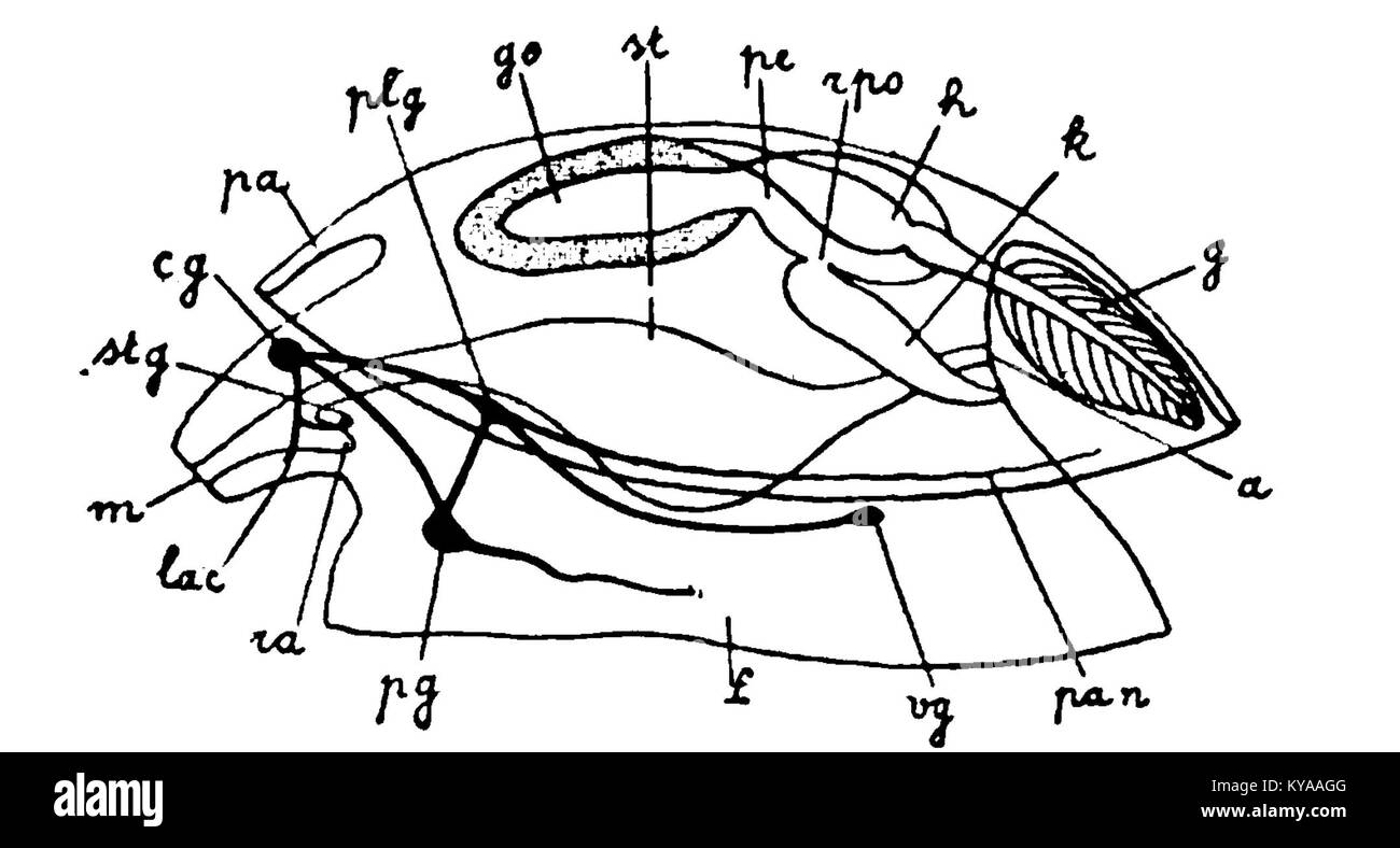 Ein wissenschaftliches Diagramm, das die anatomische Struktur einer primitiven Weichtiere veranschaulicht und innere und äußere Merkmale für biologische Untersuchungen zeigt. Stockfoto