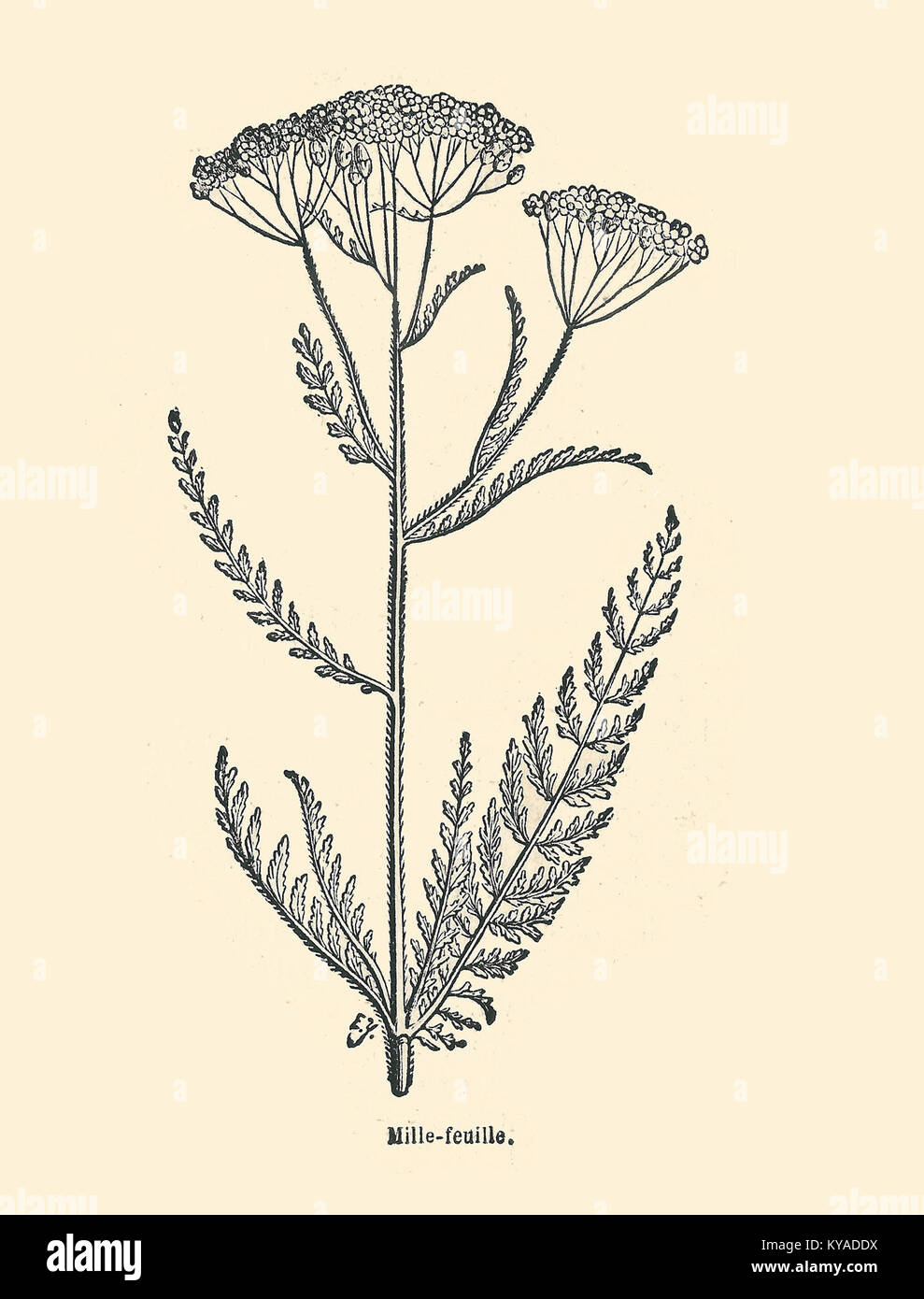 Diese Platte aus dem Jahr 1878 von Ysabeaus „Plantes usuelles“ zeigt Achillea millefolium (Schafgarbe) und zeigt ihre Blätter und Blüten in einer detaillierten botanischen Studie, die zu pädagogischen und medizinischen Zwecken verwendet wurde. Stockfoto