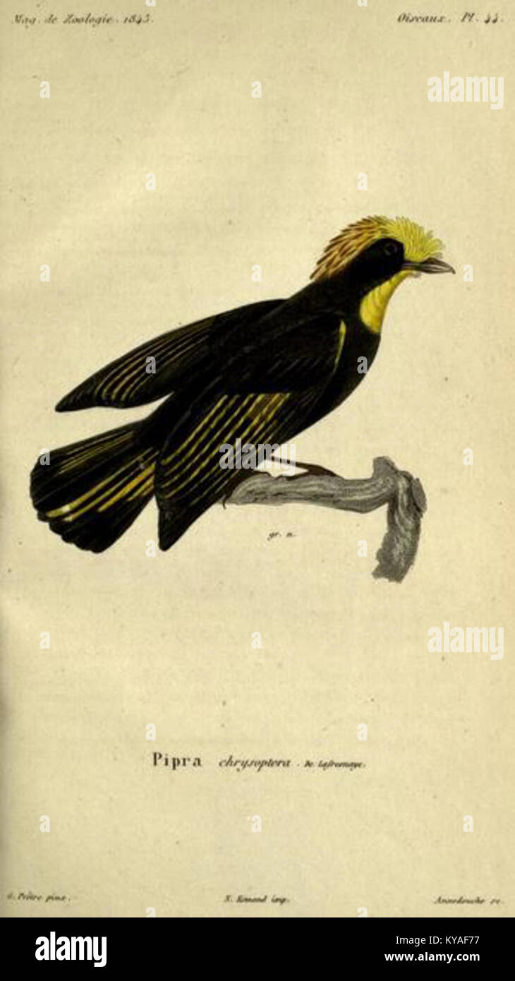 Masius chrysopterus, auch bekannt als der Goldflügelmanakin, ist eine Vogelart aus der Familie der Pipridae. Die Illustration von Jean Gabriel Prêtre aus dem Jahr 1843 zeigt diese Art, die in den Andenregionen Kolumbiens und Venezuelas beheimatet ist. Stockfoto