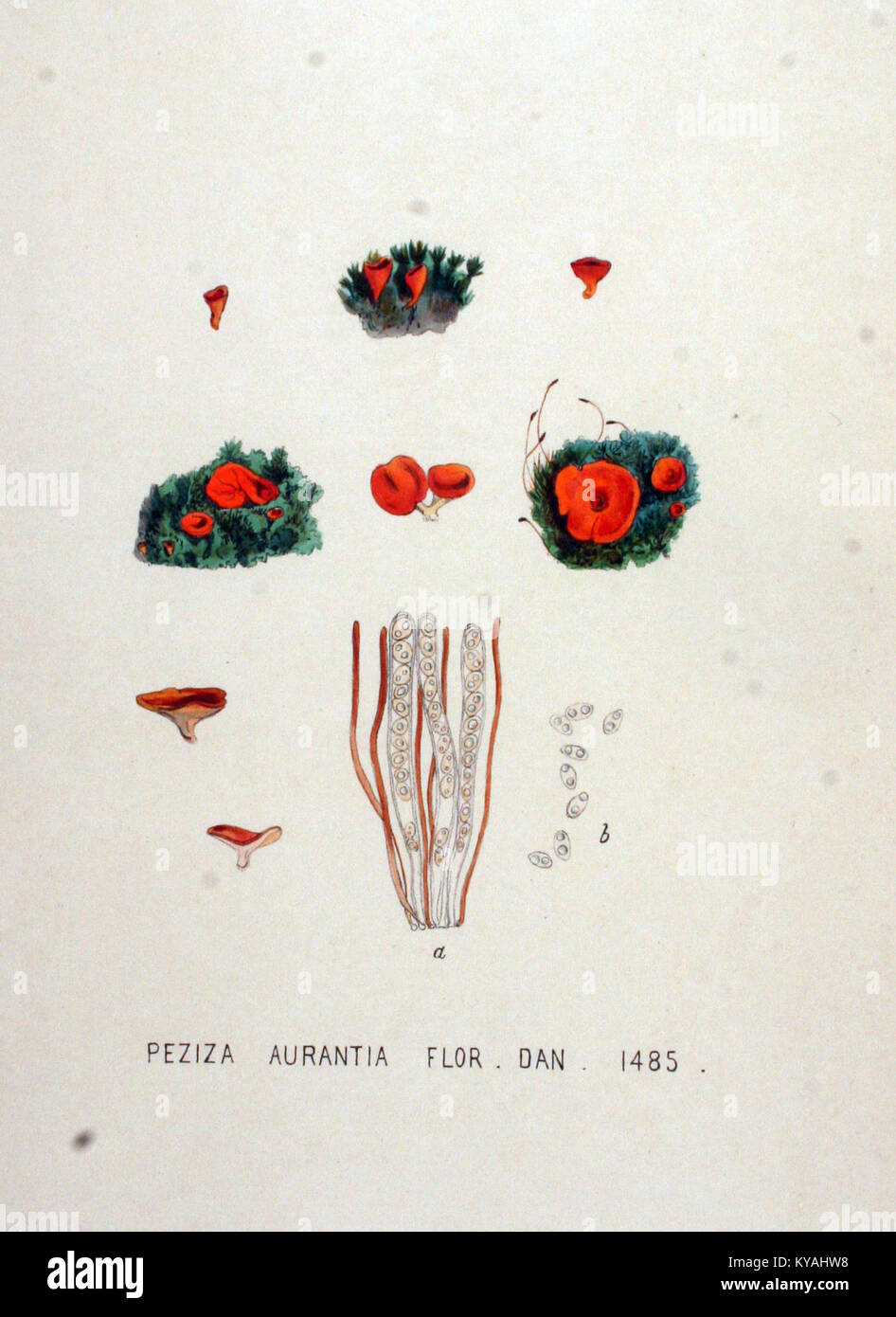 Diese Illustration aus „Flora Batava“ zeigt Peziza aurentia, eine Pilzart, die im Rahmen der botanischen Forschung detailliert visuell ihr Aussehen und ihre Struktur dokumentiert. Stockfoto