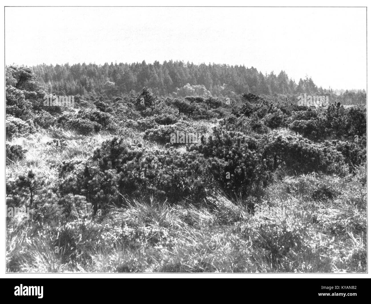 Unser Land 1925 B54, Oberschwäbische Hochmoorlandschaft, von der Trappen Stockfoto