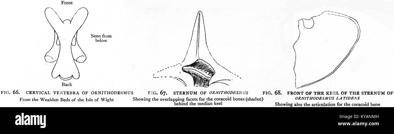 Ornithodesmus latidens ist eine Art kleiner, coelurosaurischer Dinosaurier aus der englischen Isle of Wight, die in der frühen Kreidezeit vor etwa 125 Millionen Jahren stammt. Stockfoto