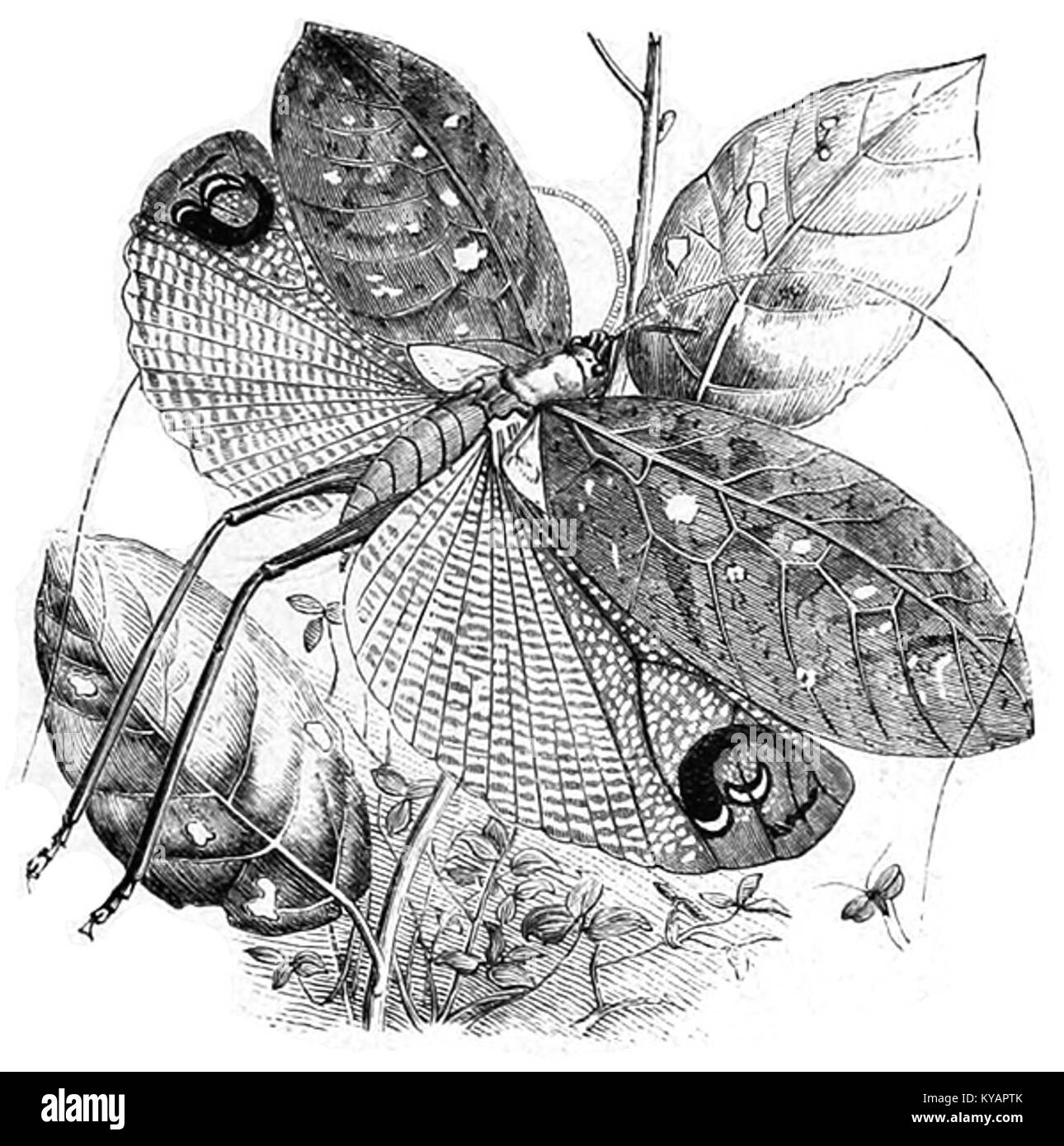 Schwarz-weiß-Fotografie von Pterochroza ocellata mit Insektenmorphologie, Flügeln und Farbmustern für entomologische Untersuchungen. Stockfoto