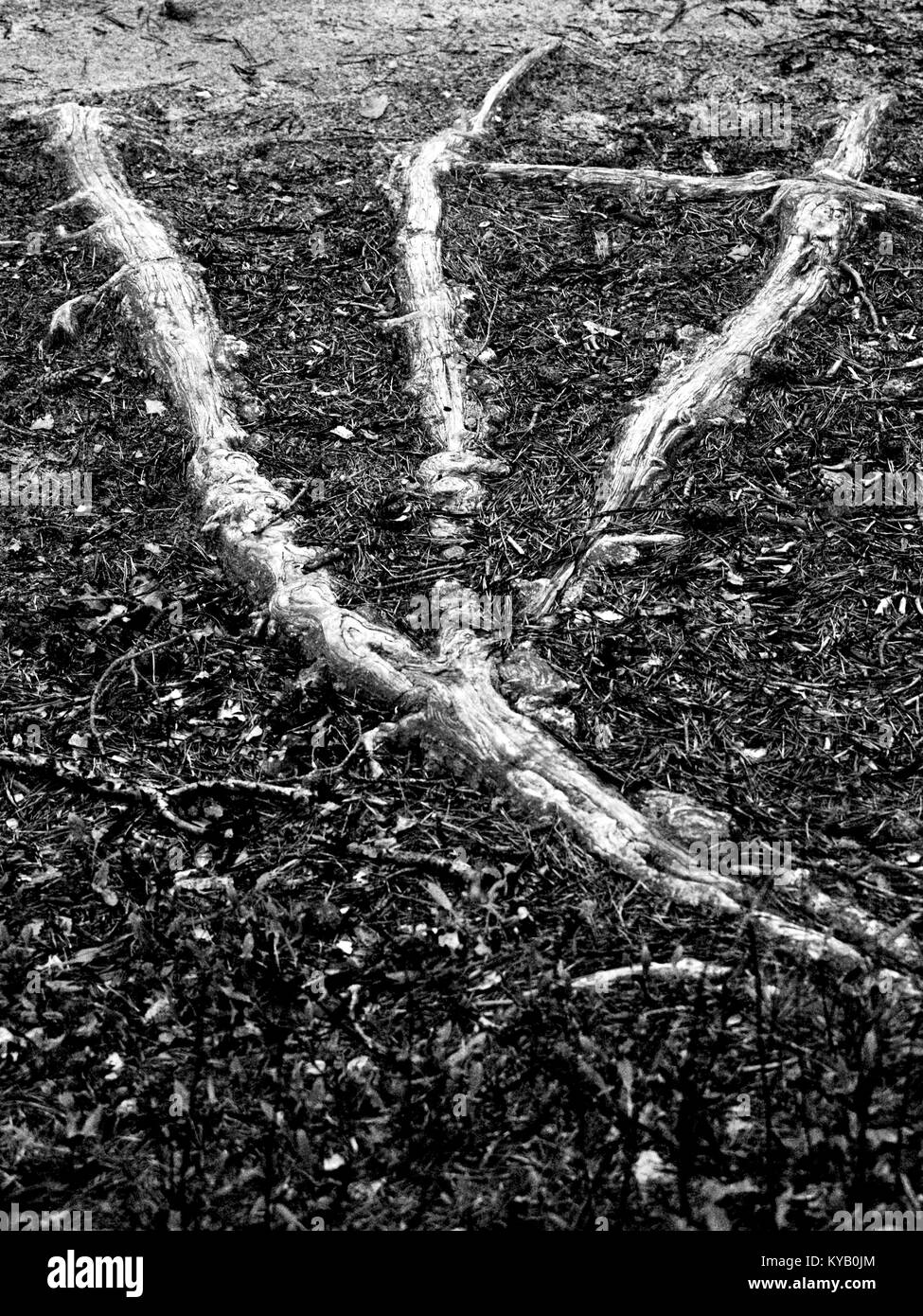 Drei toed Wurzeln eines Baumes in einem natürlichen Wald - einfarbig Schwarz und Weiß Stockfoto