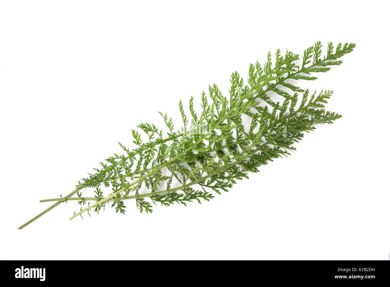 Zweige Schafgarbe (Achillea millefolium) auf weißem Hintergrund. Stockfoto