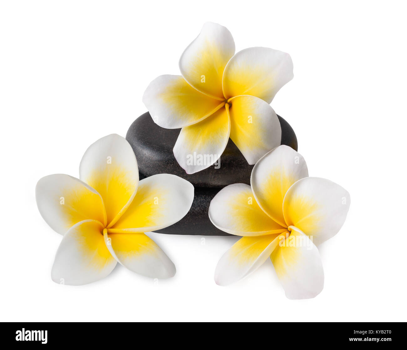 Frangipani Blüten auf Zen Kieselsteinen isoliert auf weiss Stockfoto