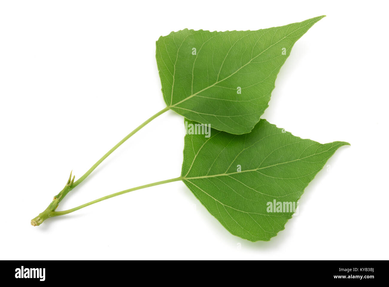 Grüne Pappel verlässt isolierten auf weißen Hintergrund Stockfoto