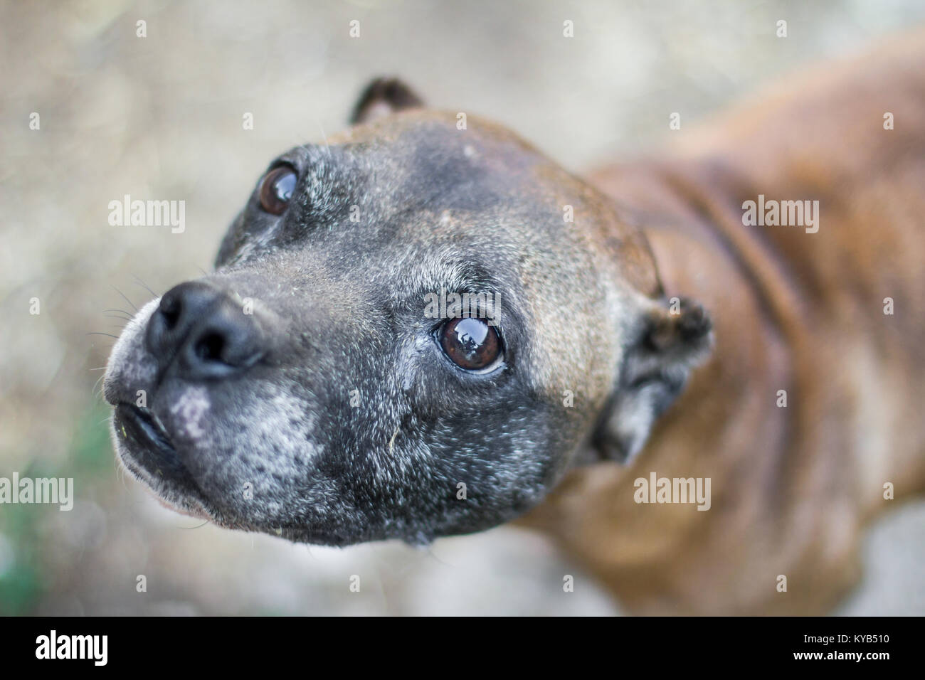Alte Frau American Pit Bull Terrier mit kupierten Ohren in die Kamera schaut Stockfoto