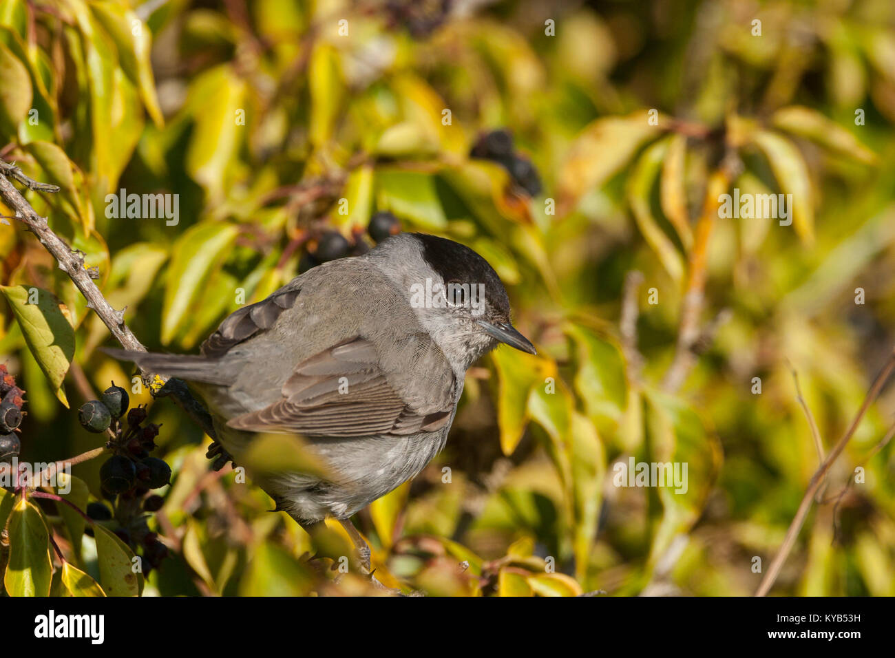 Schwarze Kappe, (Sylvia atricapilla), männlich in gemeinsamen Efeu mit Beeren gehockt Stockfoto