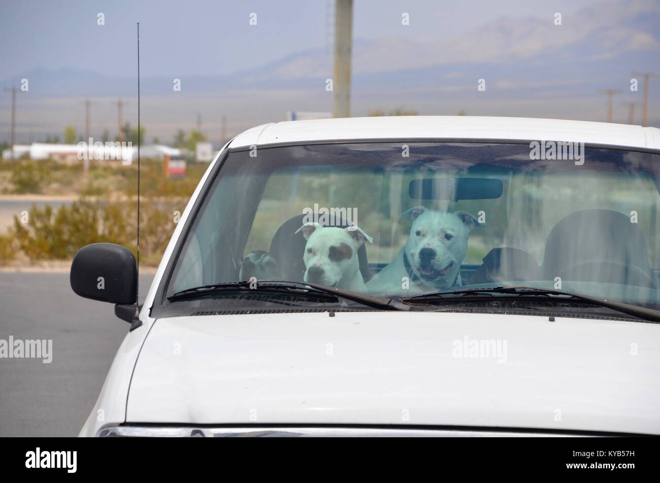 Drei Bullis auf dem Vordersitz eines weißen Auto Nevada Stockfoto