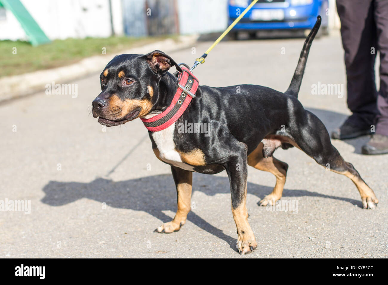 23+ Rottweiler Pit Mix Brindle