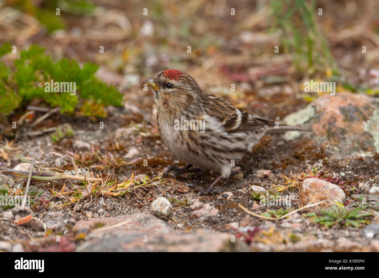 Weniger Redpoll (Acanthis Kabarett) auf dem Boden Stockfoto