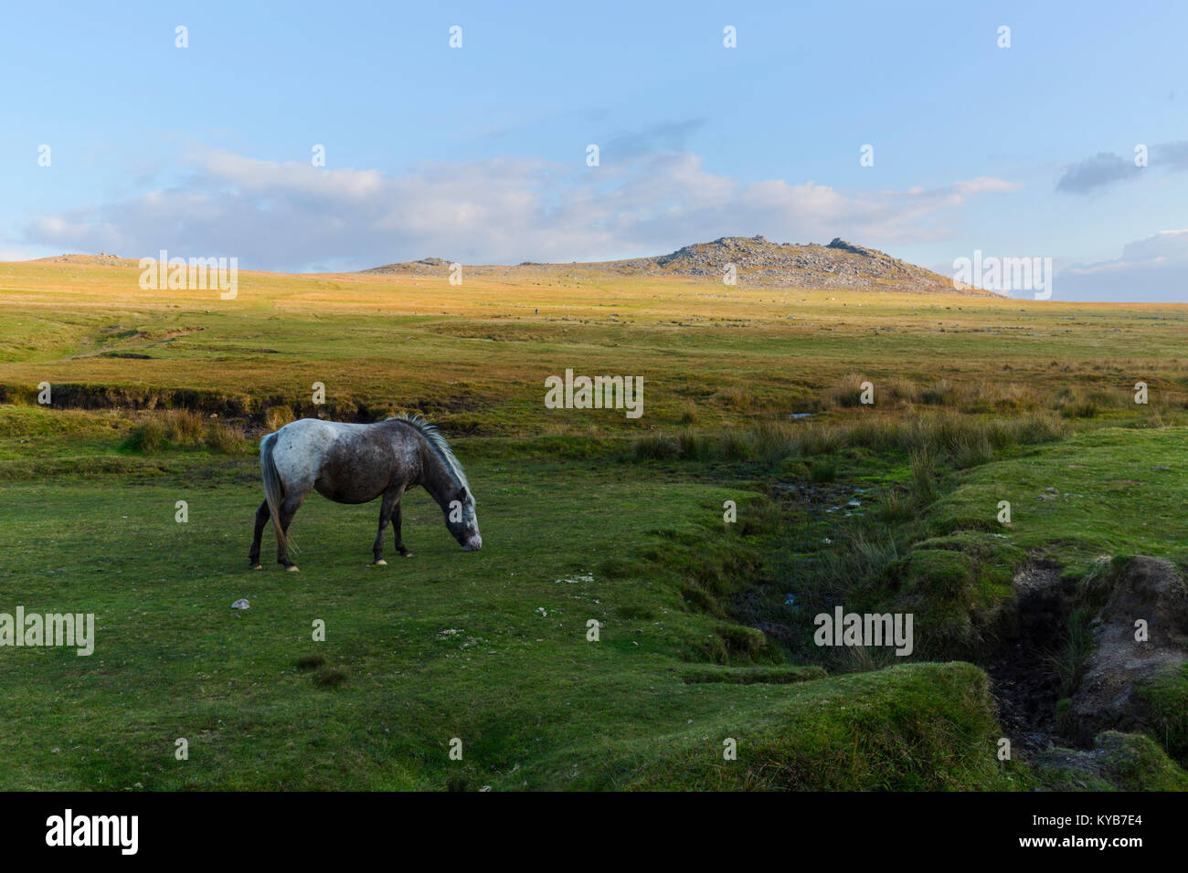 Pony auf den Pisten von Rough Tor auf Bodmin Moor Stockfoto