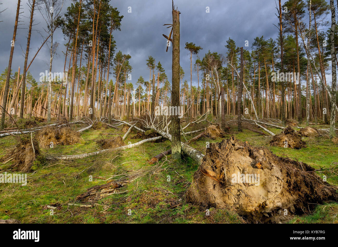 Wald durch einen Sturm zerstört. Tuchola Pinienwälder (Bory Tucholskie), Polen, Europa. Stockfoto