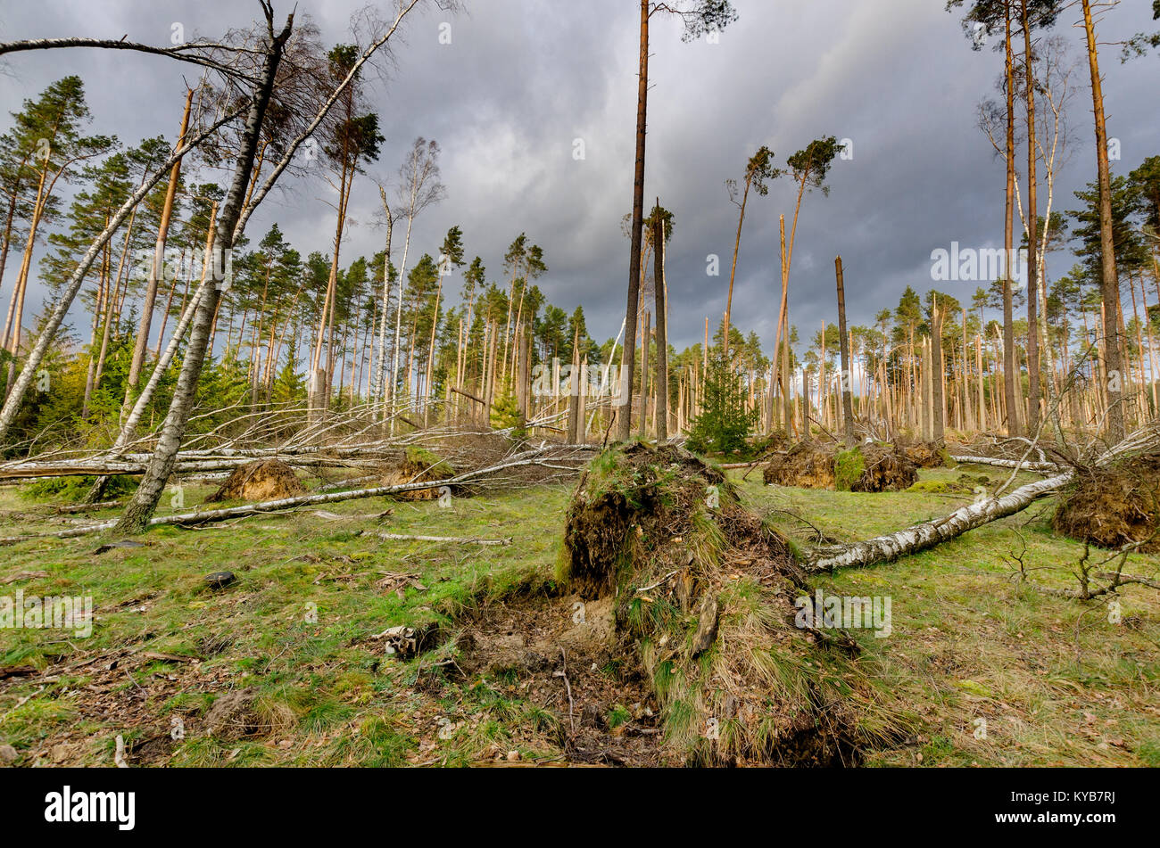 Wald durch einen Sturm zerstört. Tuchola Pinienwälder (Bory Tucholskie), Polen, Europa. Stockfoto