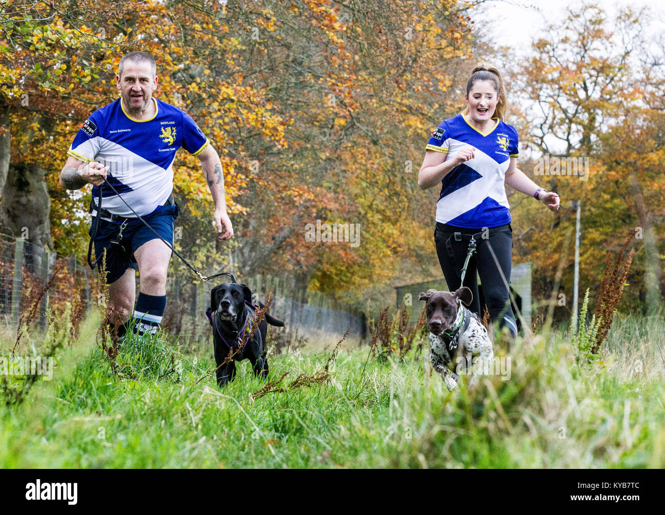 Hunde und Läufer konkurrieren in CaniCross Stockfoto