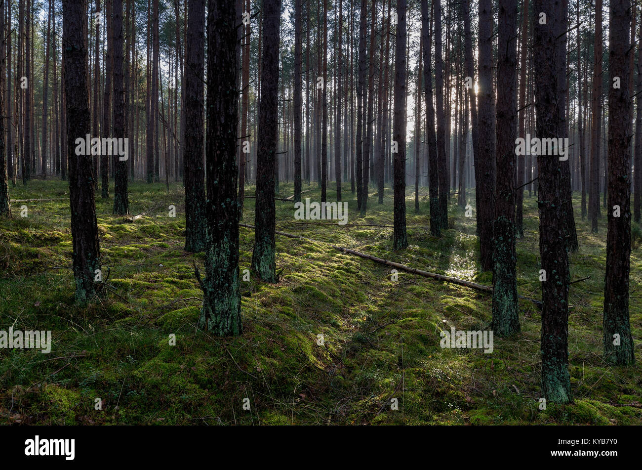 Tuchola Pinienwälder (Bory Tucholskie), Polen, Europa. Stockfoto