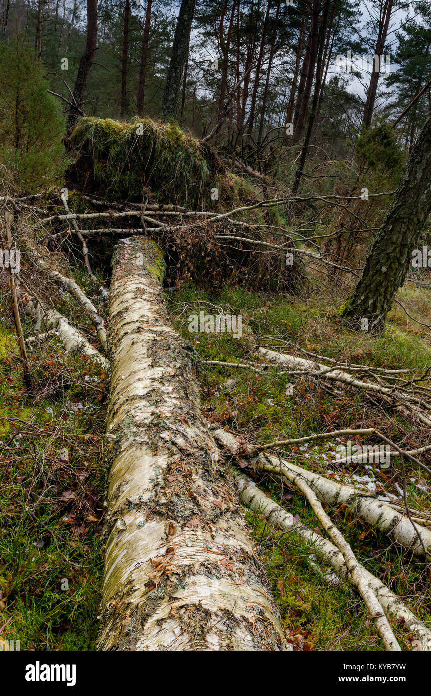 Wald durch einen Sturm zerstört. Tuchola Pinienwälder (Bory Tucholskie), Polen, Europa. Stockfoto