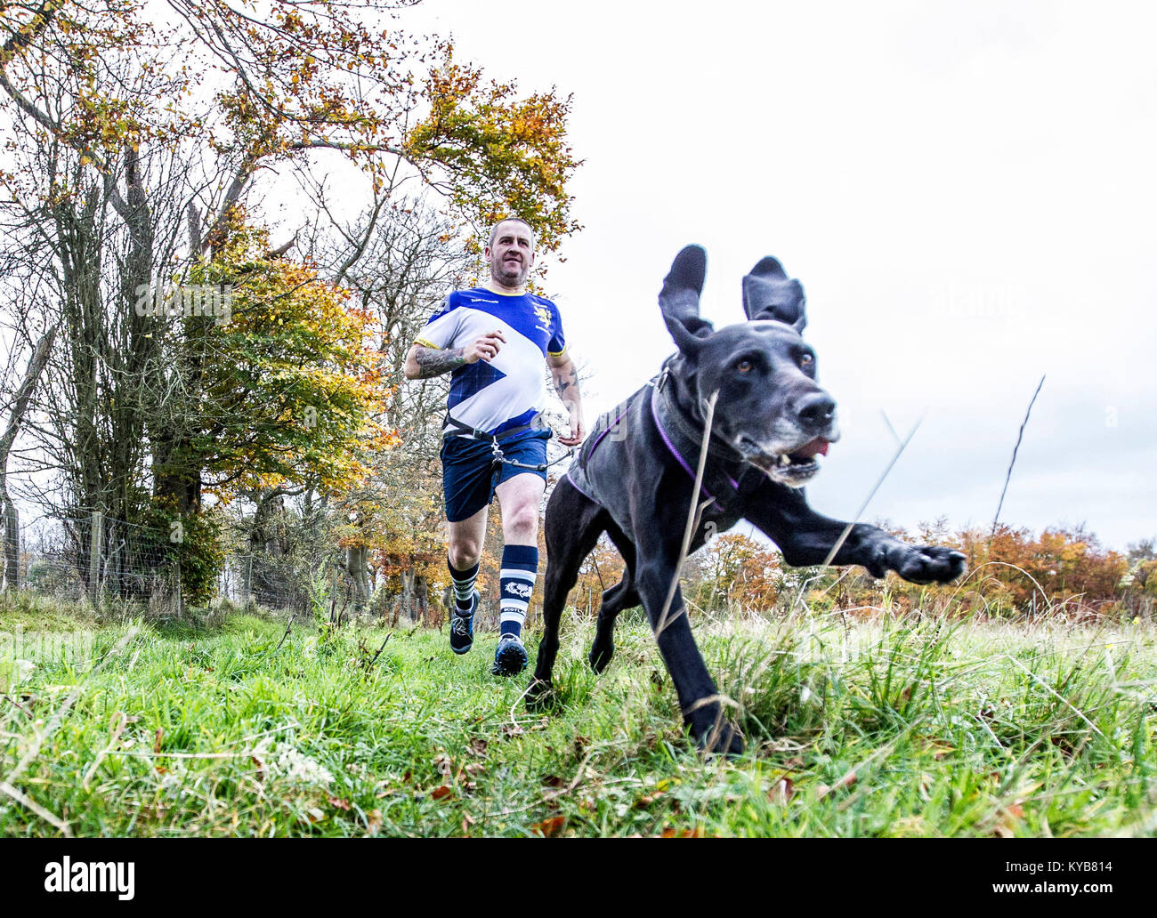 Hunde und Läufer konkurrieren in CaniCross Stockfoto