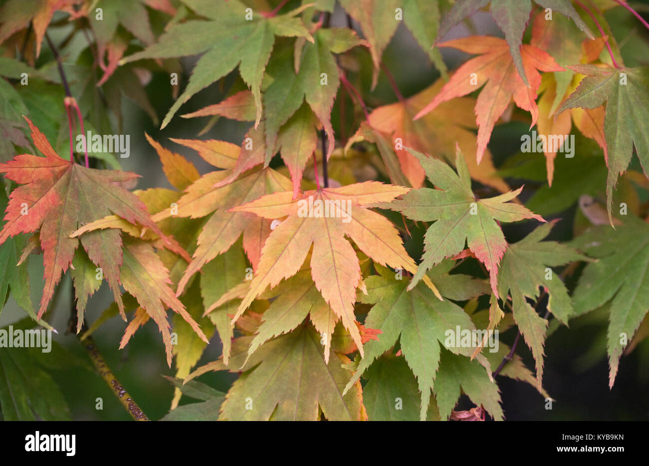 Acer palmatum "Killarney" Blätter im Herbst. Stockfoto