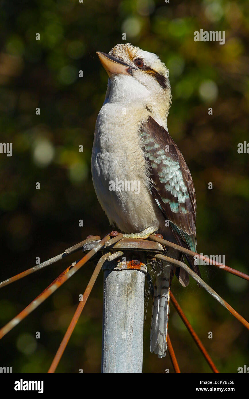 Kookaburras sind terrestrische Baum eisvögel der Gattung Dacelo nur in Australien und Neuguinea. Sie wachsen zwischen 28 - 42 cm (11 - 17 Zoll) in Länge. Stockfoto