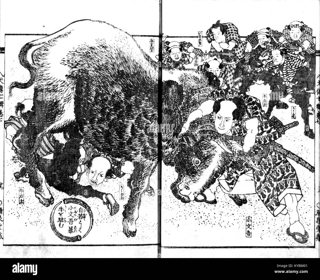 Eine schwarz-weiß-Illustration aus dem Nansō Satomi Hakkenden, die wütende Rinder darstellt, Teil der japanischen epischen Erzählserie. Stockfoto