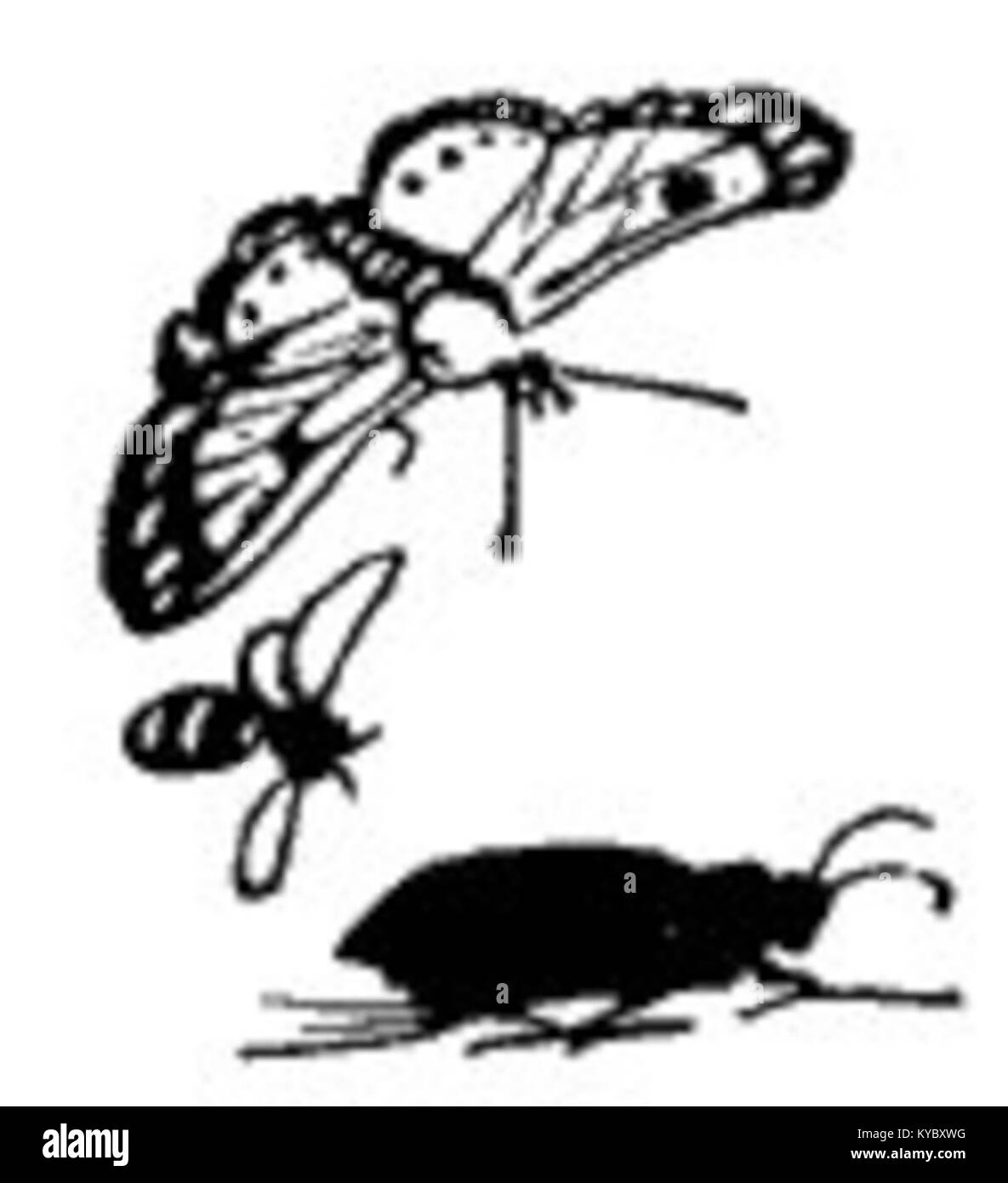 Eine Sammlung, die Lieder, Geschichten und Lehrmaterial zu Themen wie Botanik, Alphabeten und Insekten kombiniert und entwickelt wurde, um Kinder durch Musik und Literatur zu unterrichten und zu unterhalten. Stockfoto