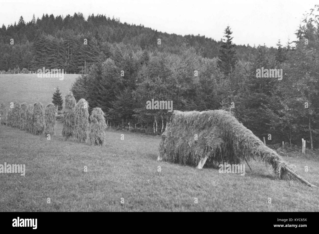 Übersetzt: „Flöße, wie sie im nahegelegenen Dorf von St. Martin hergestellt wurden, über zwei Jahre im Jahr 1951 gebaut.“ Es beschreibt traditionelle Floßbaupraktiken in einem slowenischen Dorf in der Nähe von St. Martin. Stockfoto