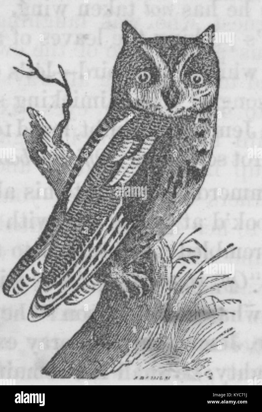 Detaillierte Zeichnung einer Eule, die die Federstruktur, Körperform und anatomische Genauigkeit betont und realistische Tierdarstellungen in der Kunst darstellt. Stockfoto