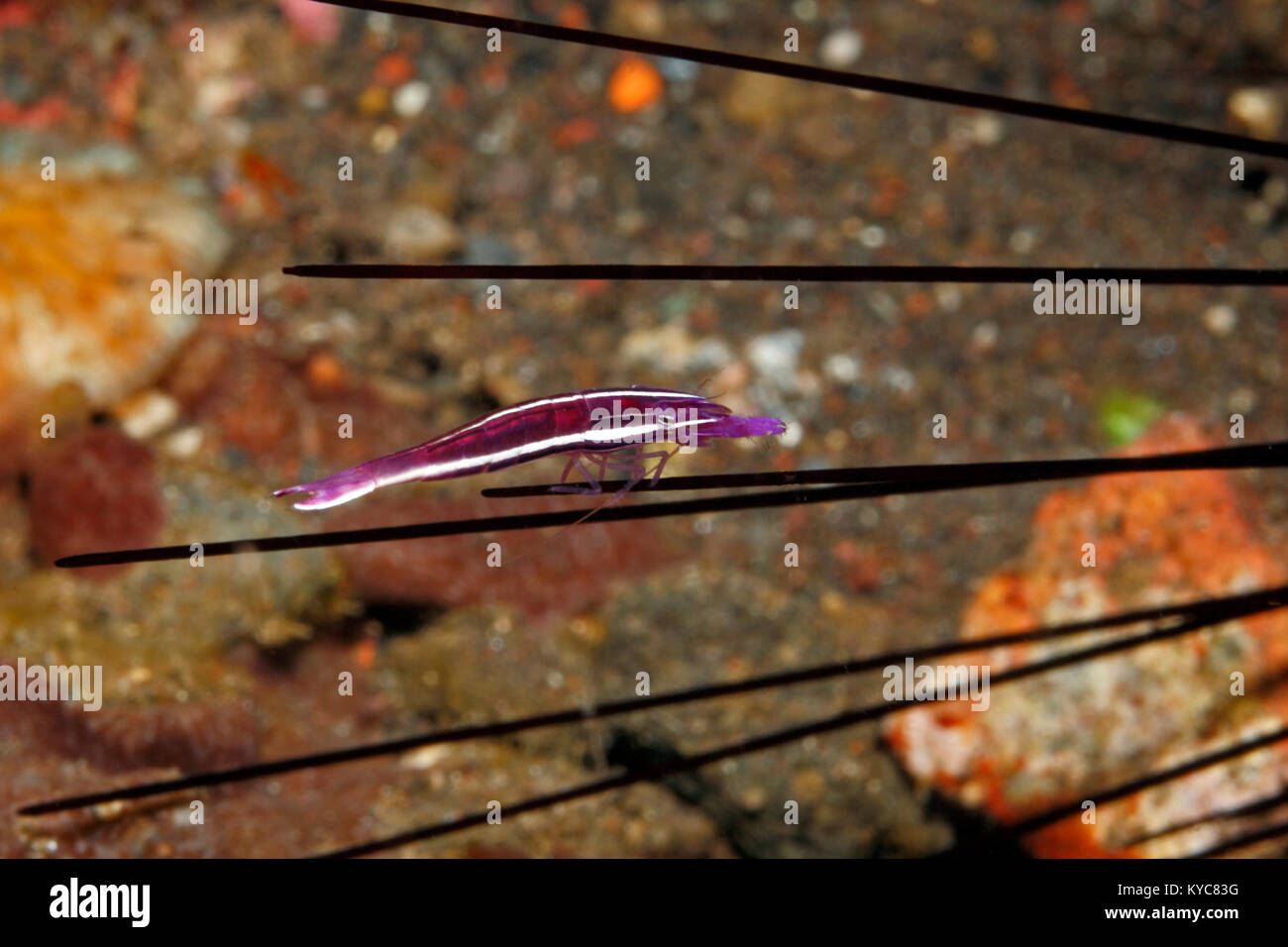 Urchin Shrimp, Stegopontonia commensalis, auf Seeigel Wirbelsäule. Tulamben, Bali, Indonesien. Bali Sea, Indischer Ozean Stockfoto