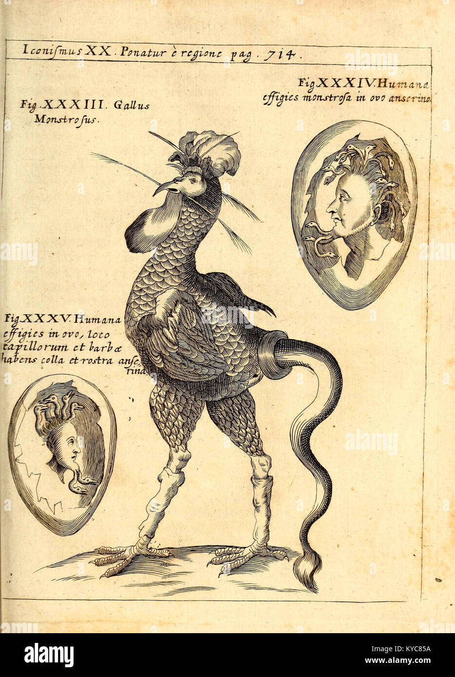 „Physica Curiosa, sive Mirabilia Naturæ et Artis“ (1662) von Gaspar Schott ist ein enzyklopädisches Werk aus dem 17. Jahrhundert mit Platten wie XX, die sowohl reale als auch mythische Naturphänomene in der Wissenschaft der Frühen Neuzeit darstellen. Stockfoto