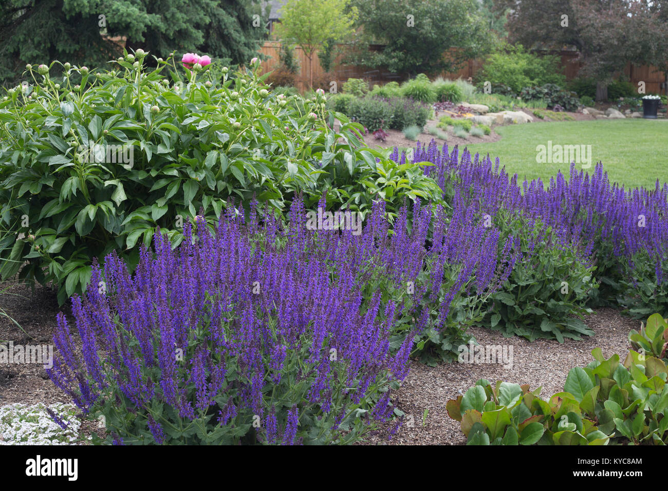 Mehrjährige Salbei (Salvia x sylvestris) im Zoo Stockfoto