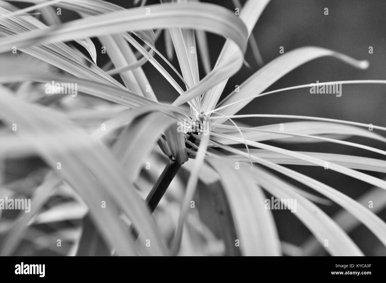 Pflanze Vegetation in Graustufen, Hintergrund, Finch Hatton Gorge, Queensland, Australien Stockfoto