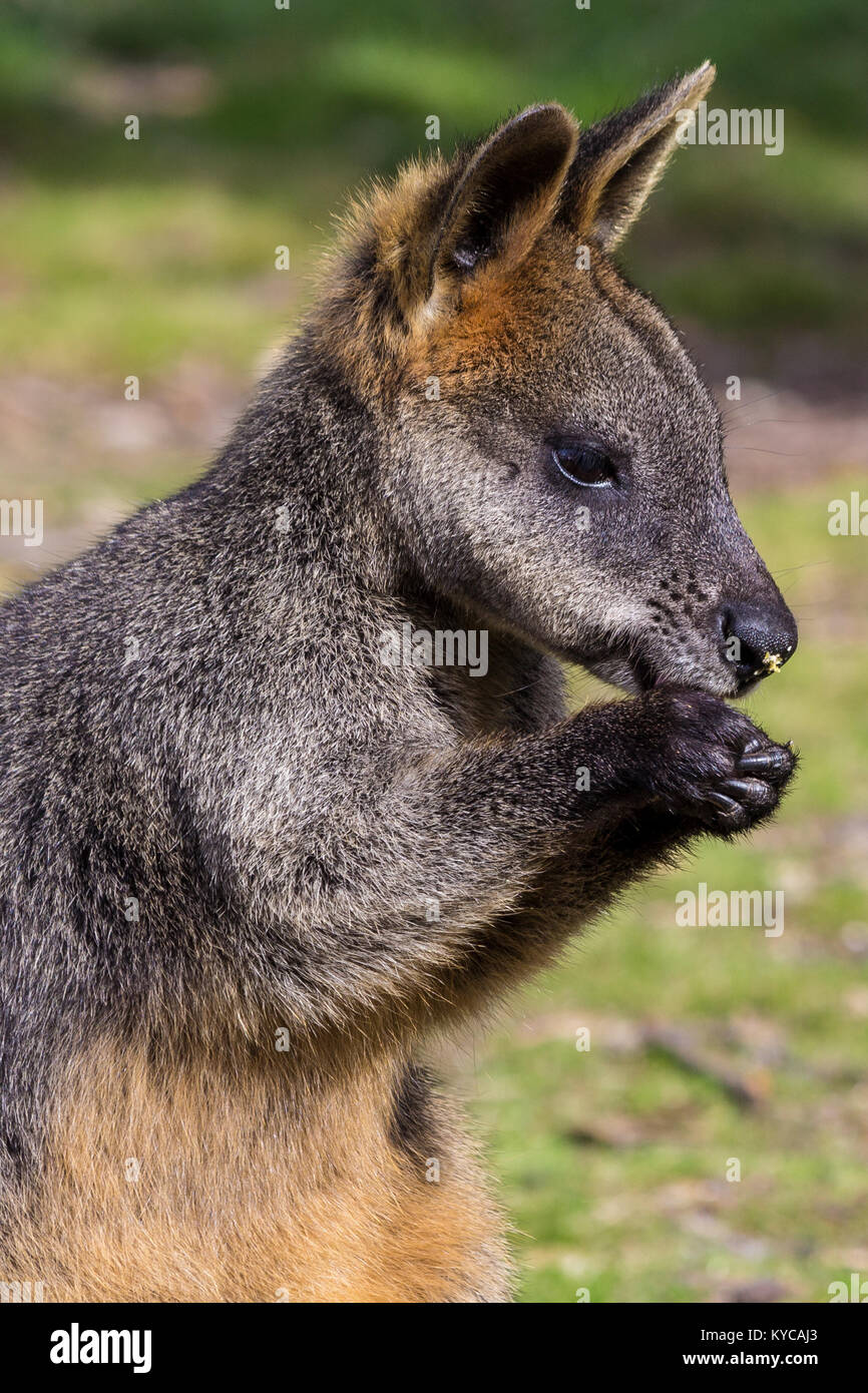 Ein Wallaby Nibbeln auf einige Blätter im Cleland Wildlife Park Stockfoto