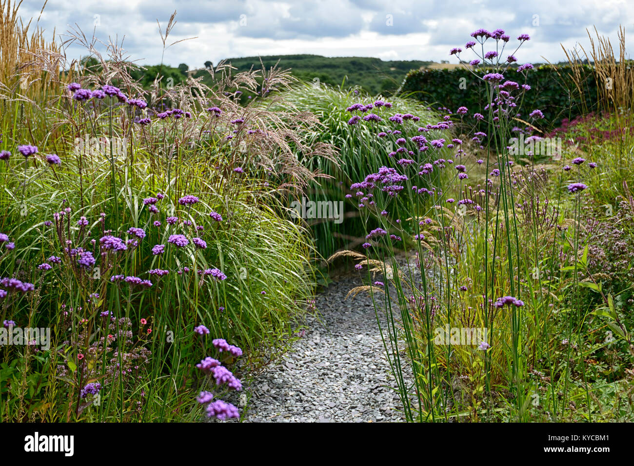 Verbena bonariensis, hohe, mehrjährige, Lila, Blüte, Blumen, Pflanzen, prairie Stil, Bepflanzung, Gras, Gräser, Mix, Gemischt, RM Floral Stockfoto