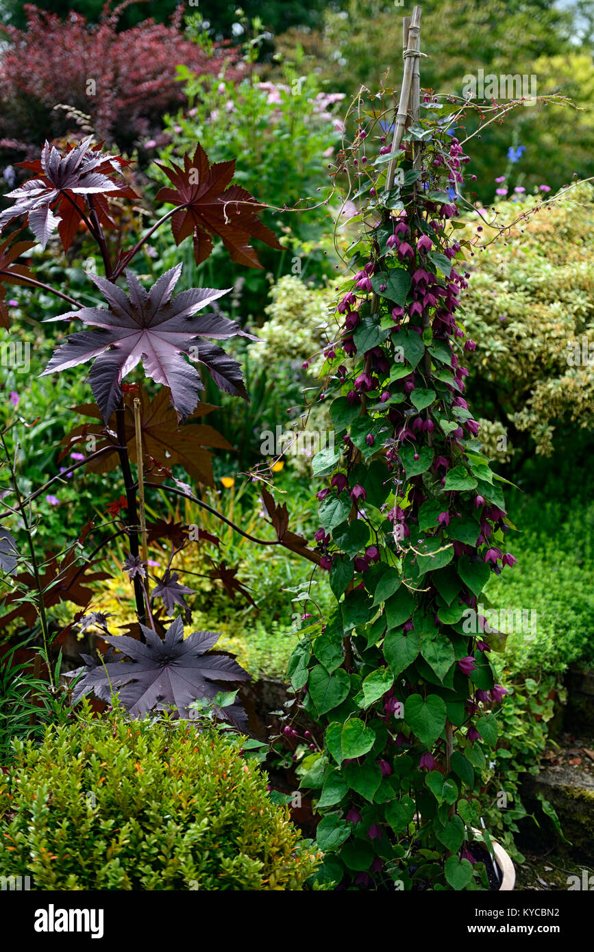 Rhodochiton atrosanguineus, Lila bell Weinstock, Ricinus communis, dunkle Blätter, dunkle leaved, Laub, Reben, Bergsteiger, Kriechgang, Zug, ausgebildet, Bambus, Stativ, Wigwam, Fl Stockfoto