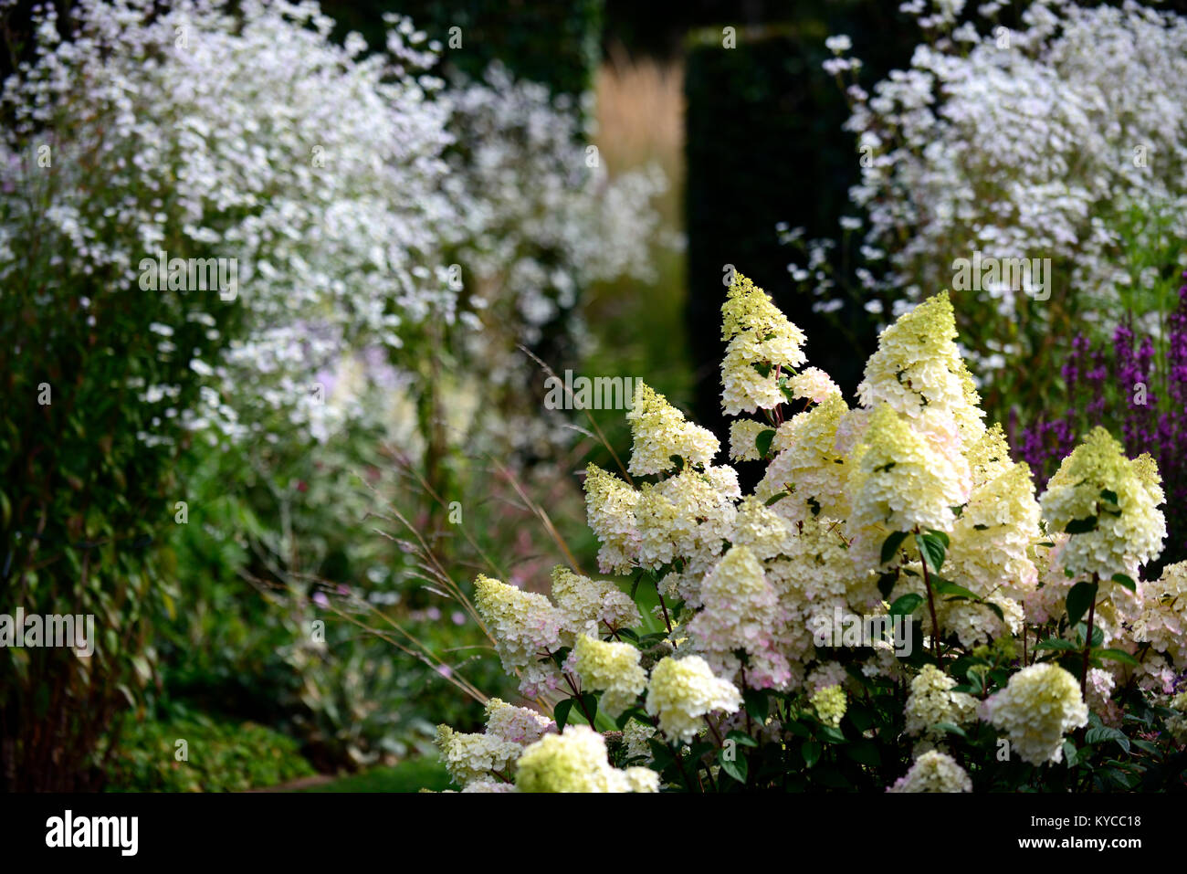 Hydrangea paniculata Fotos und Bildmaterial in hoher Auflösung Alamy