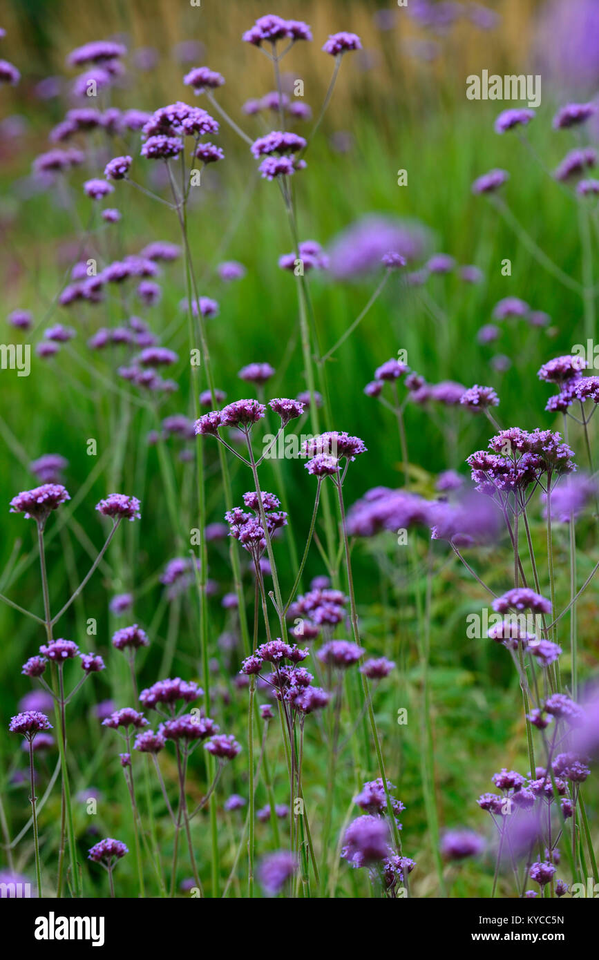 Verbena bonariensis, Drift, Lila, Blüte, Blumen, Wiese Bepflanzung, Stil, Garten, Gärten, RM Floral Stockfoto