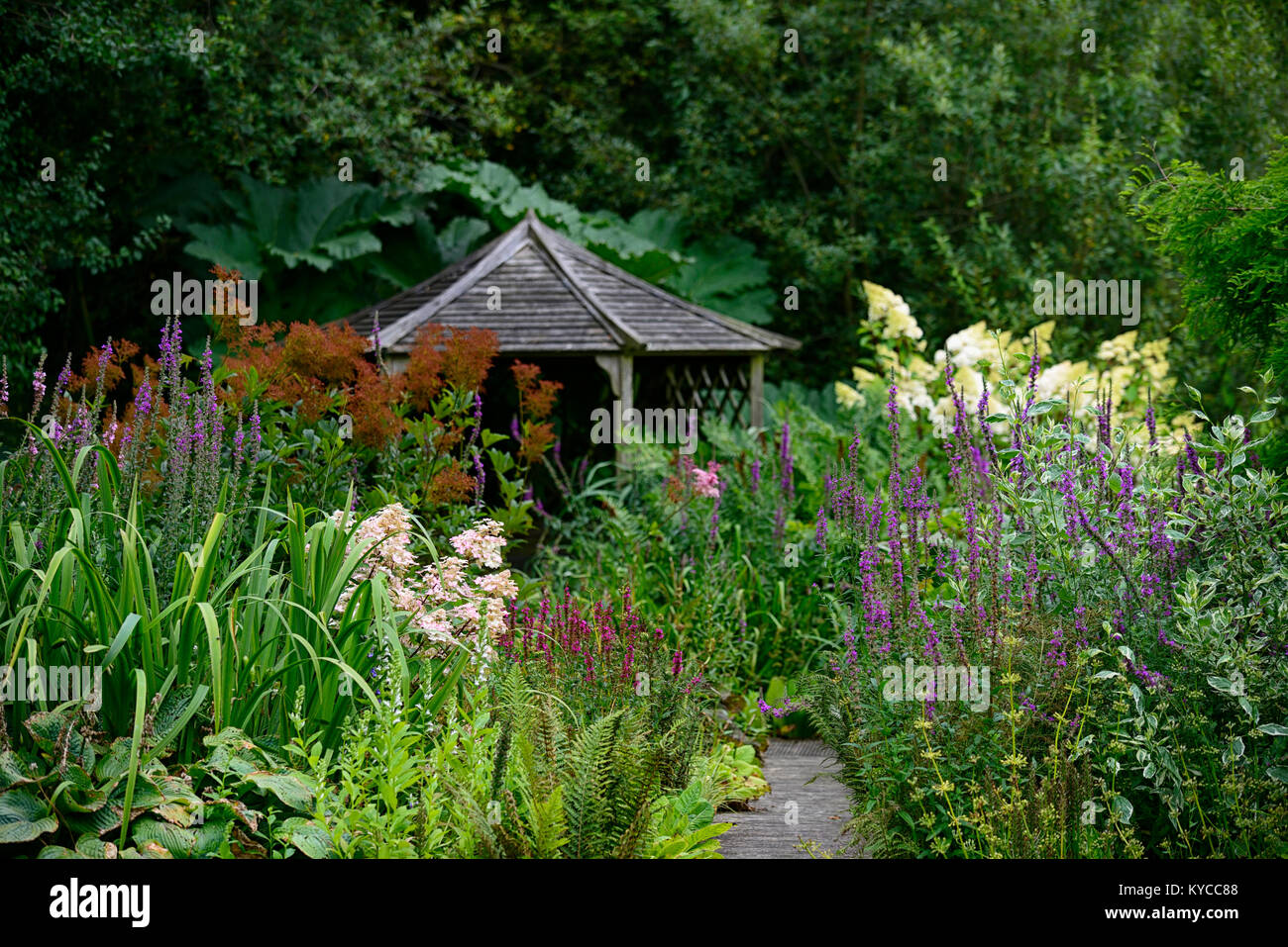 Holzpavillon, Pfad, Weg, Hortensia paniculata, grün, Blätter, Laub, ruhig, abgeschieden, friedlich, Platz, Farne, Gunnera, RM F Stockfoto