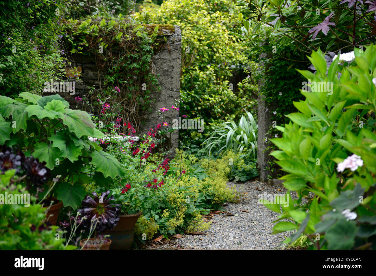 Terrasse, Eingang, Töpfe, Behälter, roldana, Salvia, anemone japonica, Astelia chathamica Silberspeer, Mischung, gemischt, abgelegen, üppig, Sommer, Garten, Gartenarbeit, Stockfoto