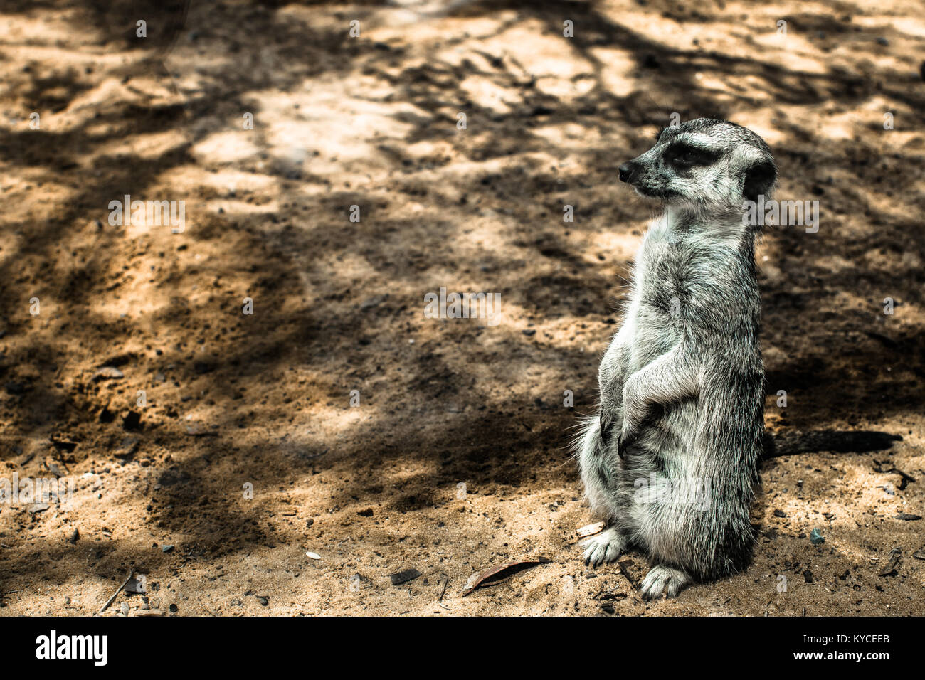 Erdmännchen Stockfoto