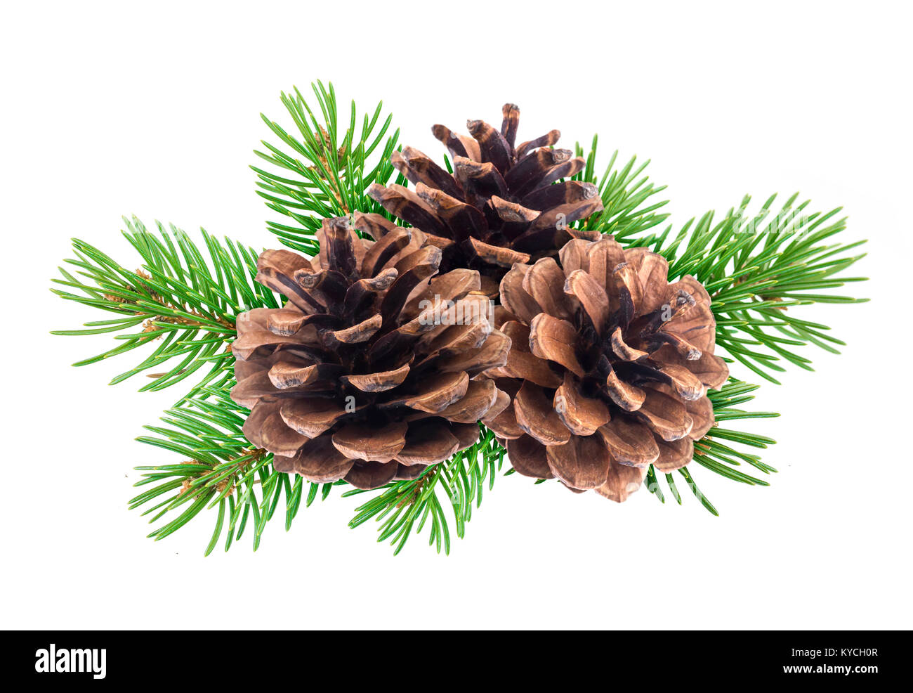 Zweig der Weihnachtsbaum mit Tannenzapfen auf weißem Hintergrund Stockfoto
