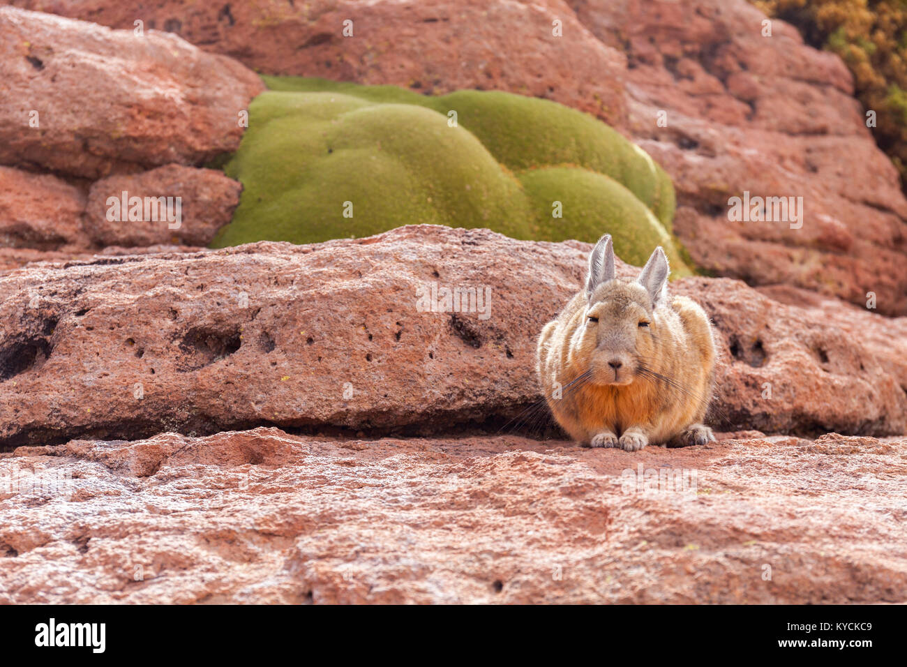 Berg der Nördlichen viscachas, lagostomus Maximus, Familie der Chinchillas, südlichen Bolivien Altiplano Uyuni Stockfoto