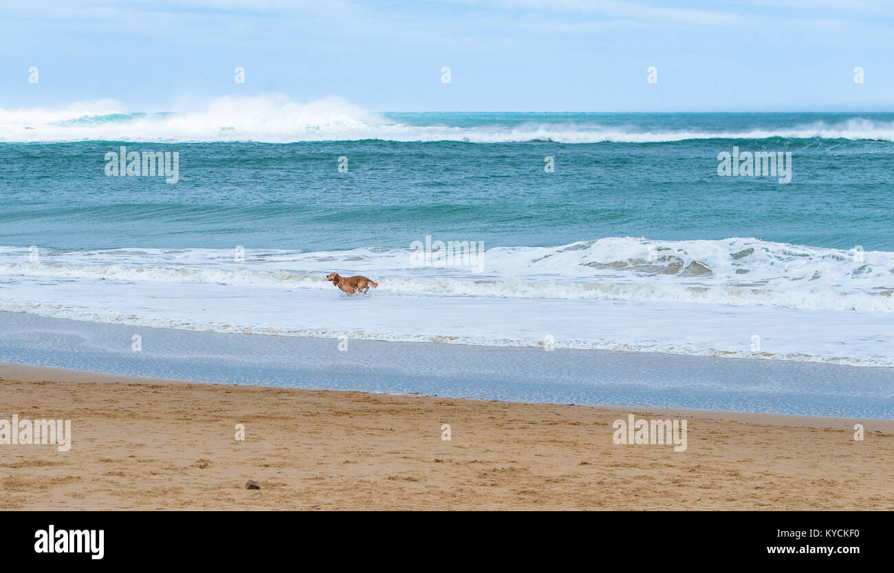Glücklicher Hund an einem Sandstrand mit Meeresrauschen und schöne türkisblaue Meer läuft Stockfoto