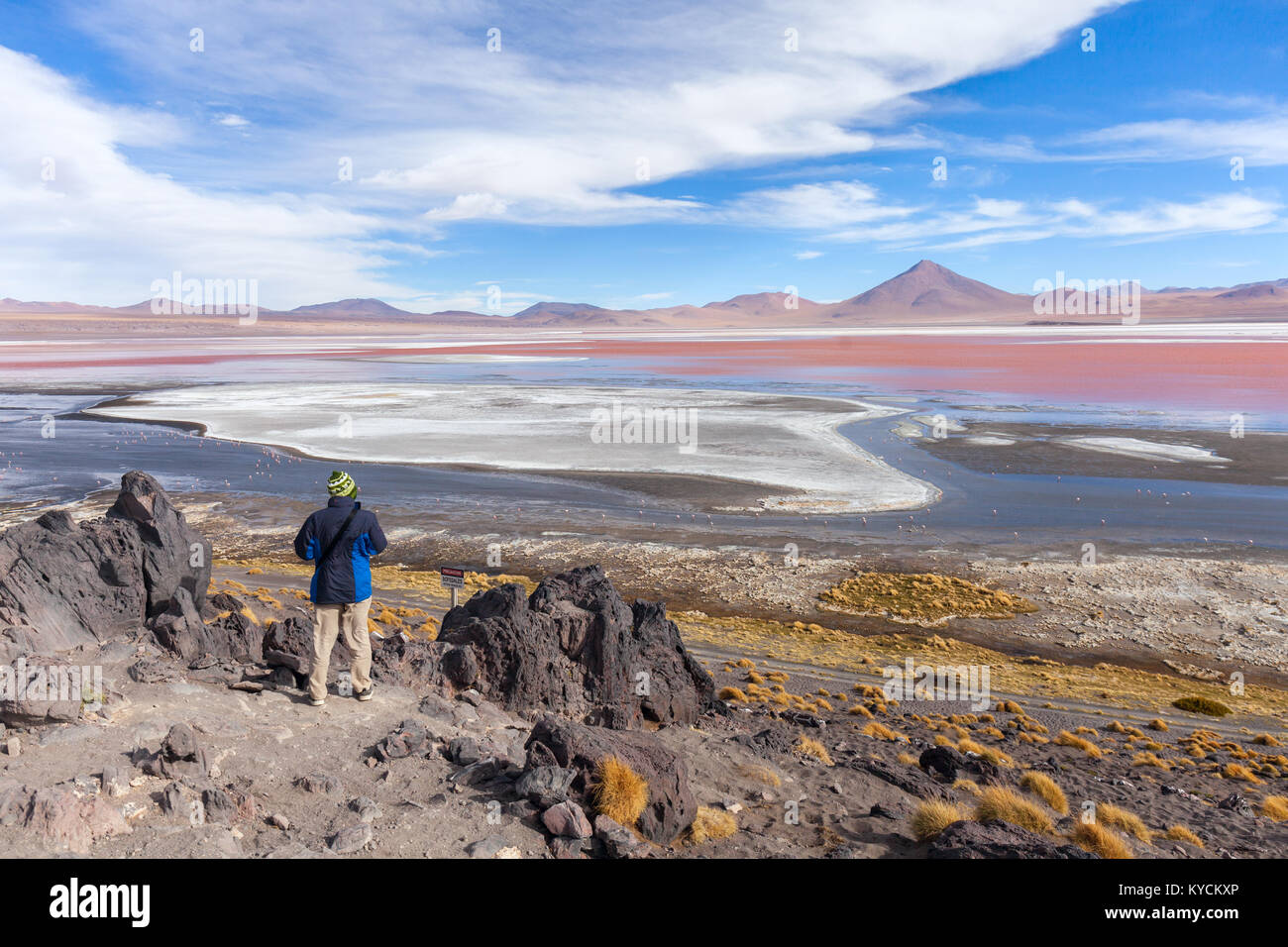 Flamingos in der Laguna Colorada unter dem blauen Himmel, Uyuni in Bolivien Stockfoto