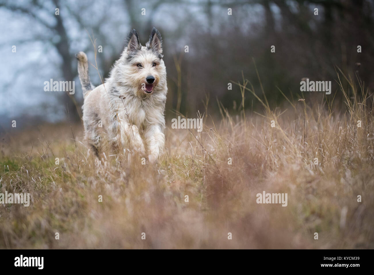 Berger Picard Hund im Winter Feld mit langem Haar Stockfoto