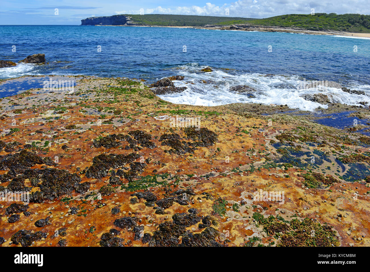 Lebendige Farben von Wasserorganismen in Rock Pools und die