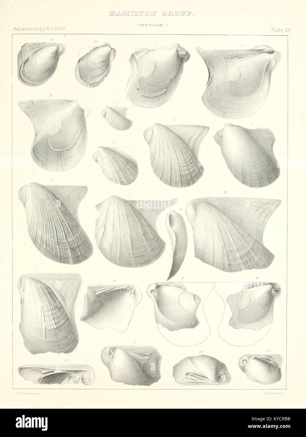 Diese Publikation über die Paläontologie New Yorks beschreibt fossile Funde und prähistorische Arten und veranschaulicht die geologische Geschichte und biologische Evolution der Region. Stockfoto