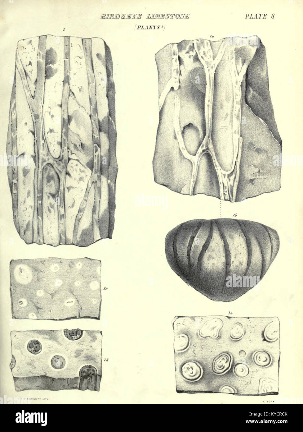 Dieser Teil der „Palaeontologie von New York“ konzentriert sich auf Korallen und Bryozoen aus den unteren und oberen Helderberg-Gruppen und untersucht deren Morphologie, Taxonomie und stratigraphische Verteilung im Bundesstaat New York. Stockfoto