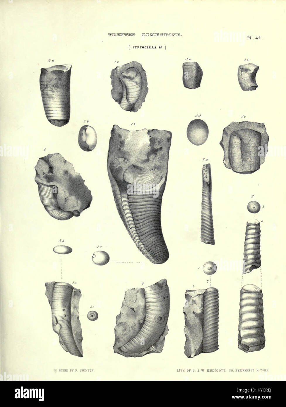 Die Publikation „Palaeontology of New-York“ behandelt die fossilen Pflanzen und Fauna des Staates New York und präsentiert systematische Beschreibungen und Klassifizierungen antiker Arten, ihren stratigraphischen Kontext und ihre ökologischen Beziehungen über die geologische Zeit. Stockfoto